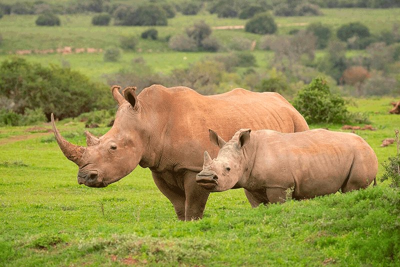 Helping Rhinos - Threatquotient