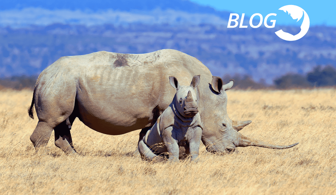 Celebrating World Rhino Day 2023